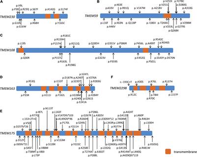 Genetic Analysis of Six Transmembrane Protein Family Genes in Parkinson’s Disease in a Large Chinese Cohort